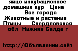 яйцо инкубационное домашних кур › Цена ­ 25 - Все города Животные и растения » Птицы   . Свердловская обл.,Нижняя Салда г.